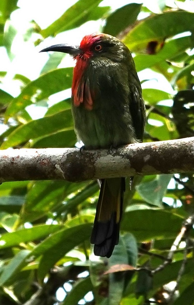 Red-bearded Bee-eater - ML640129655
