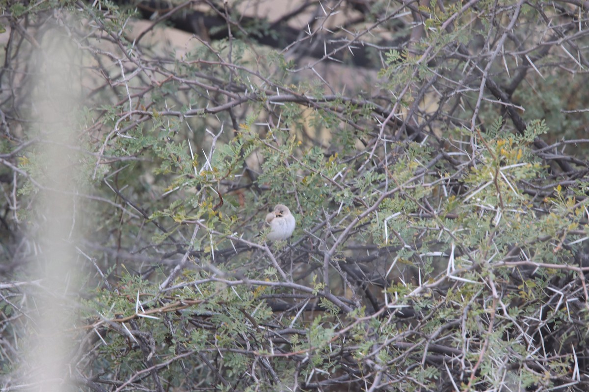 Scaly Weaver - ML640129683