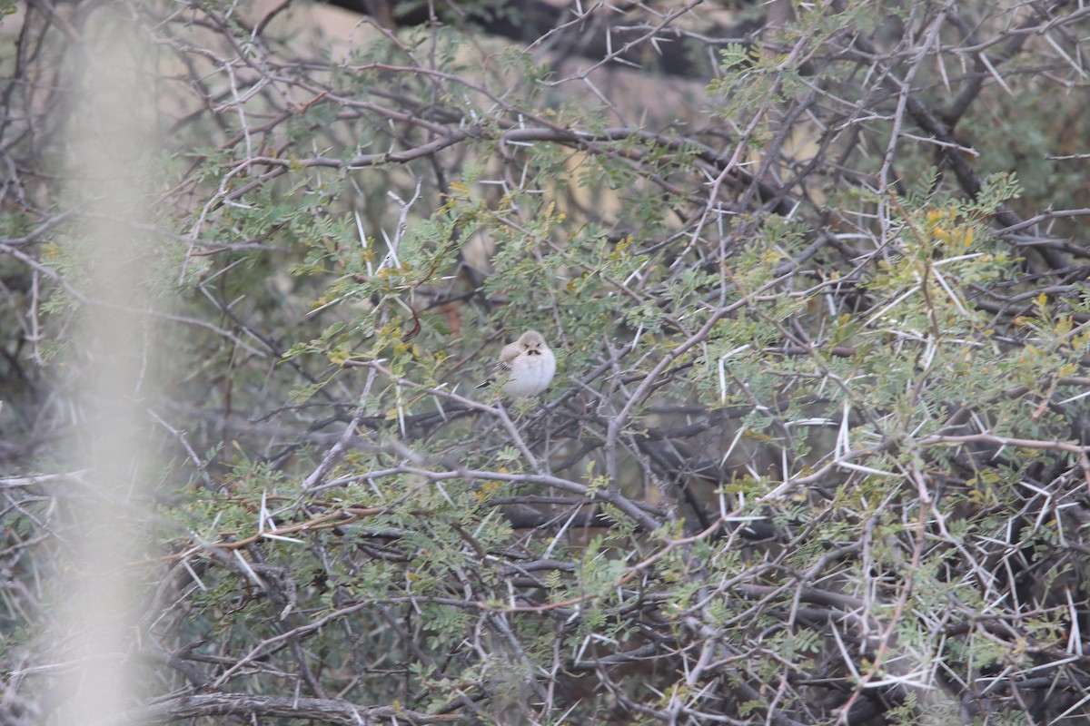 Scaly Weaver - ML640129684