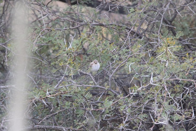 Scaly Weaver (Sporopipes squamifrons) — best photo, 2 in total