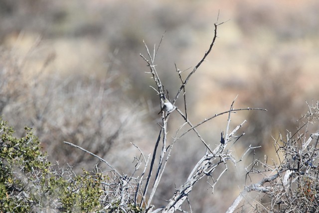 Karoo Eremomela (Eremomela gregalis) — best photo, 1 in total