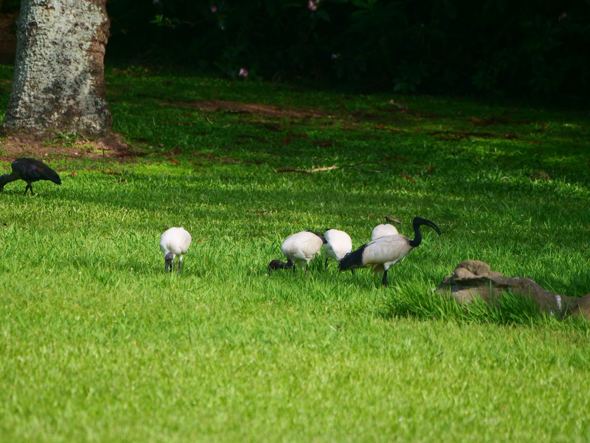 Ibis sakratua - ML640129700