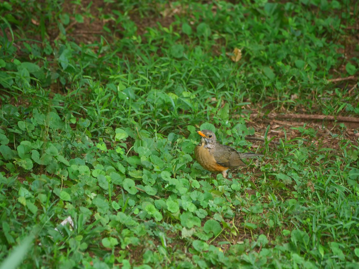 Kurrichane Thrush - ML640129716