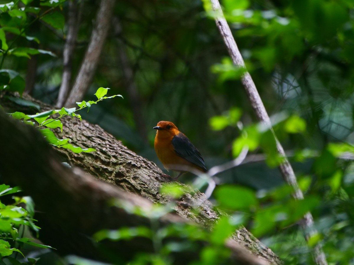 Red-capped Robin-Chat - ML640129722
