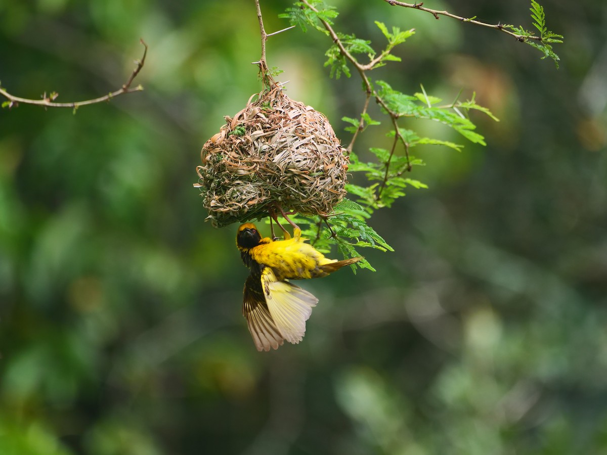 Village Weaver (Spot-backed) - ML640129724