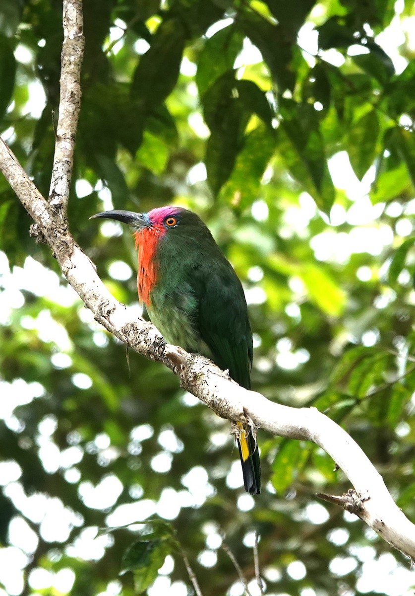 Red-bearded Bee-eater - ML640129733