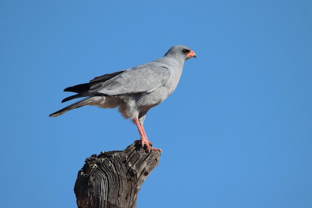 Pale Chanting-Goshawk (Melierax canorus) — best photo, 1 in total