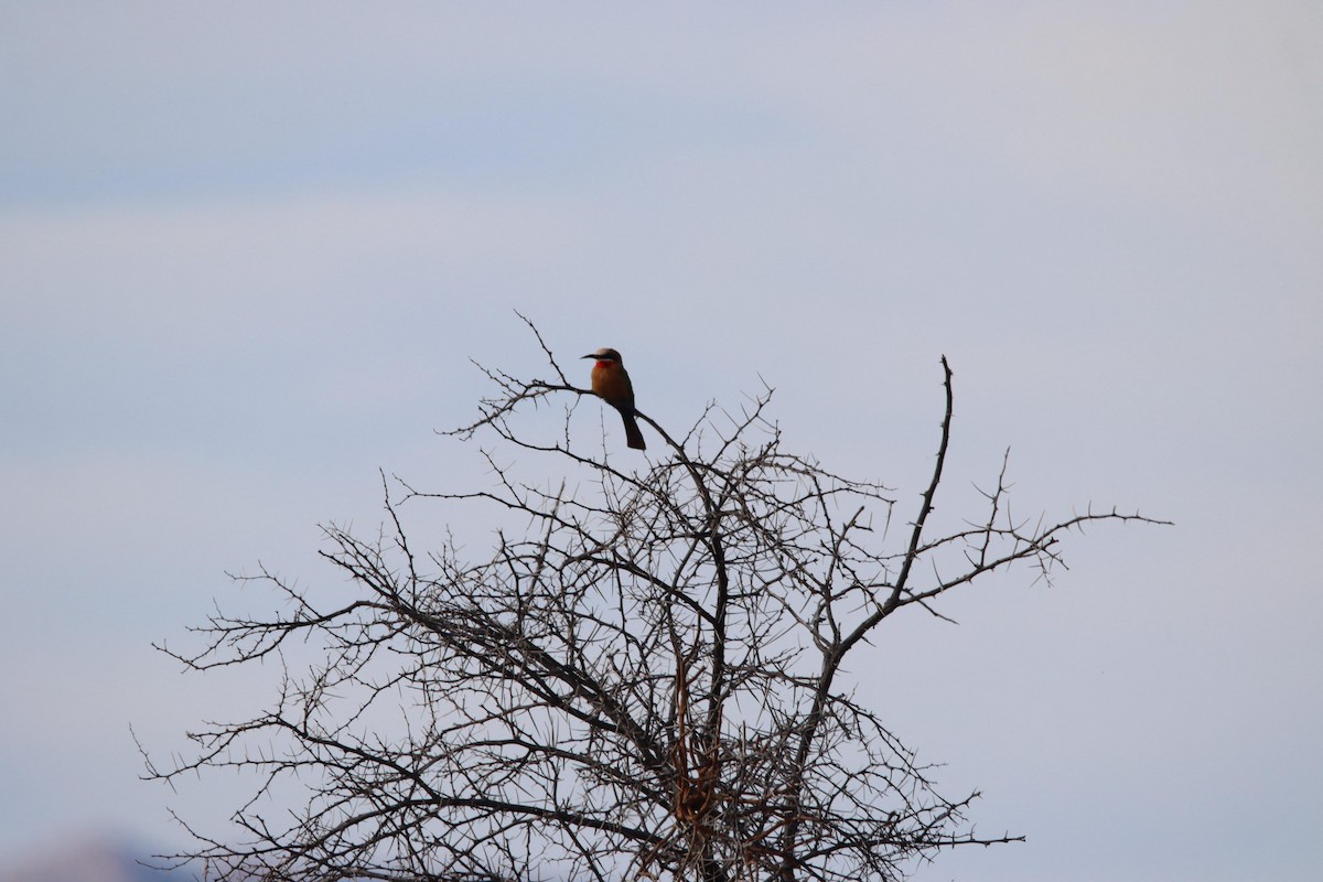 White-fronted Bee-eater - ML640129761