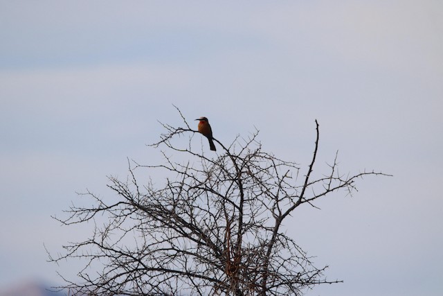 White-fronted Bee-eater (Merops bullockoides) — best photo, 1 in total
