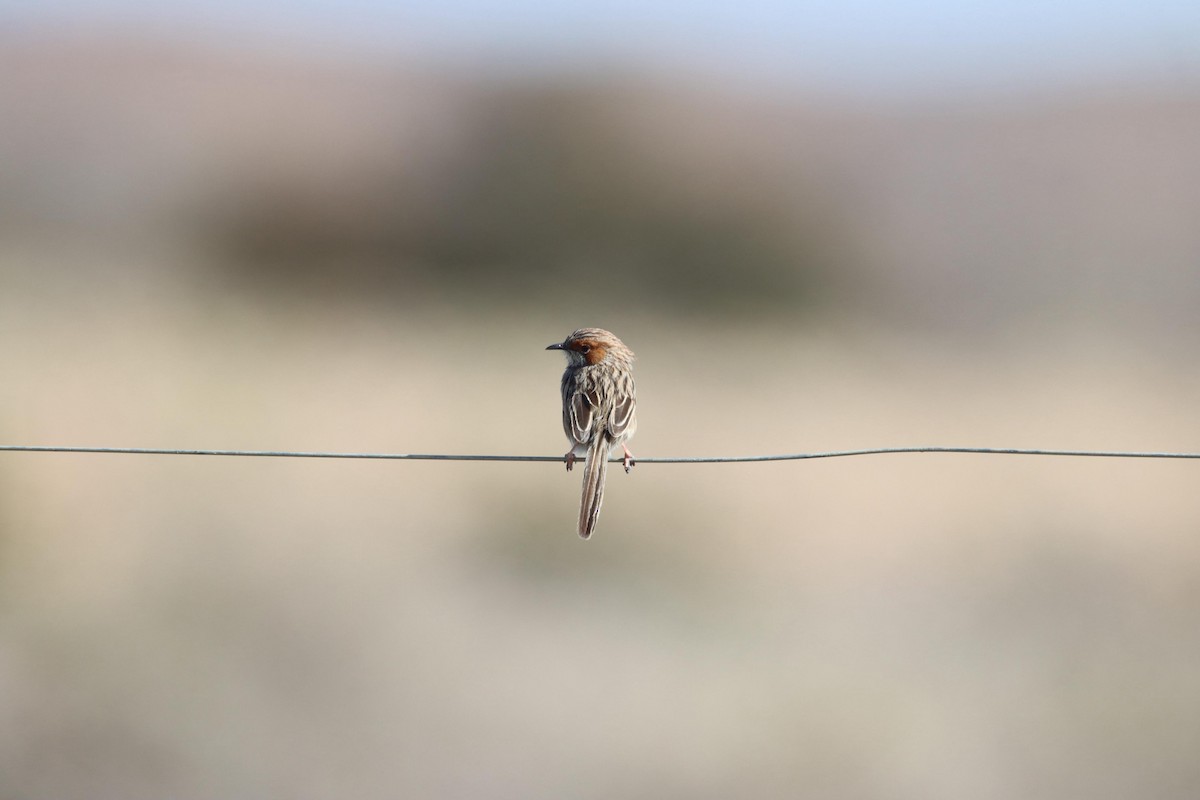 Rufous-eared Warbler - ML640129767