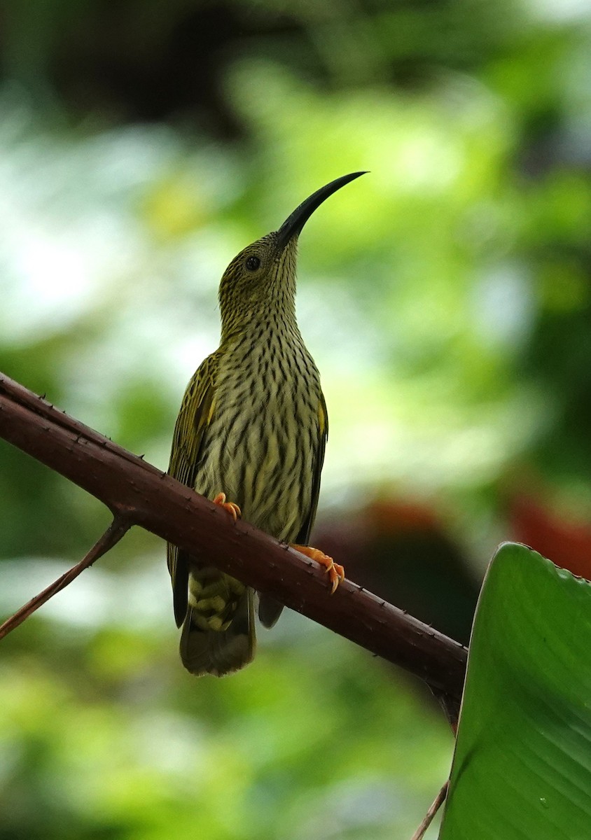 Streaked Spiderhunter - ML640129769