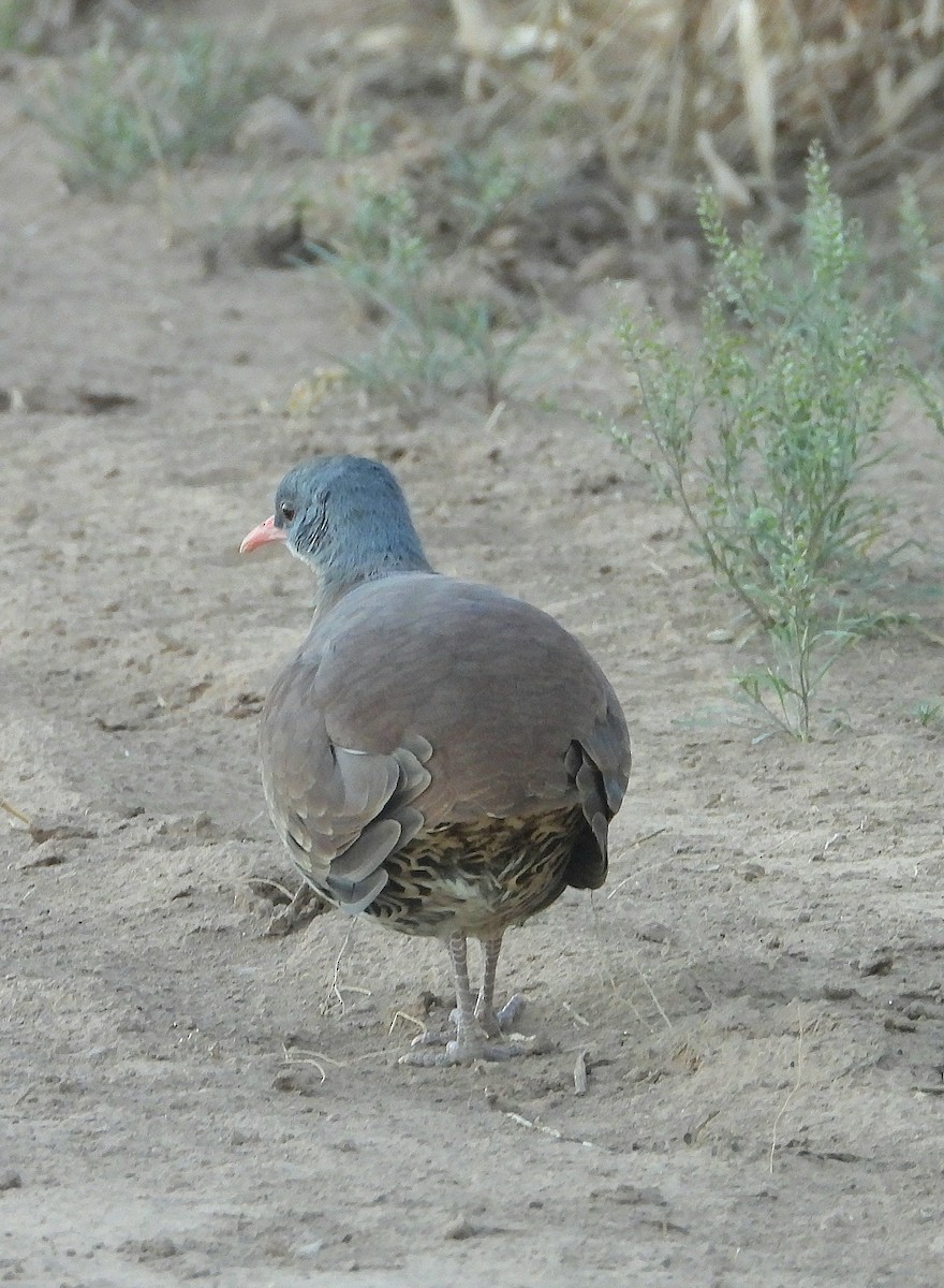 Tataupa Tinamou - ML640129804