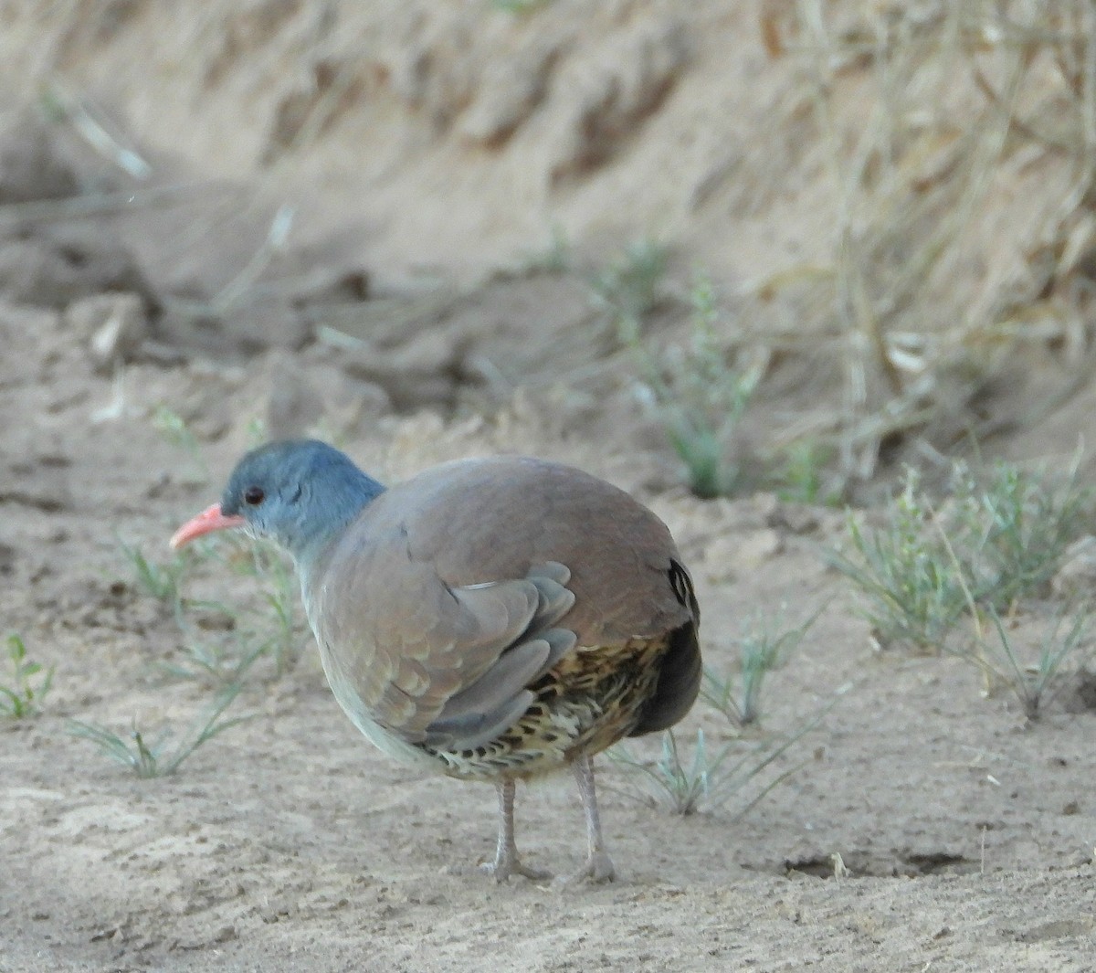 Tataupa Tinamou - ML640129805