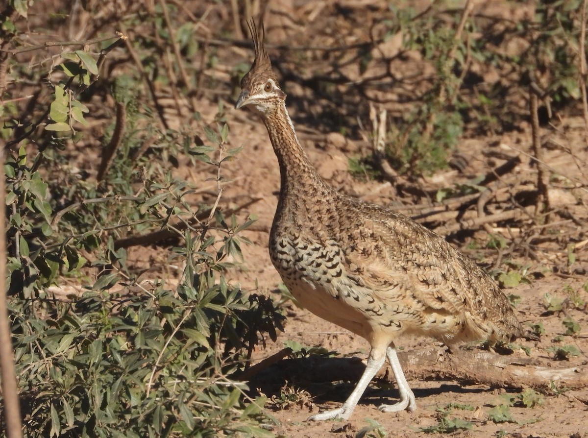 Chacoko tinamu mottoduna - ML640129811