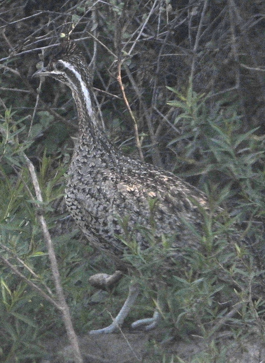 Chacoko tinamu mottoduna - ML640129812