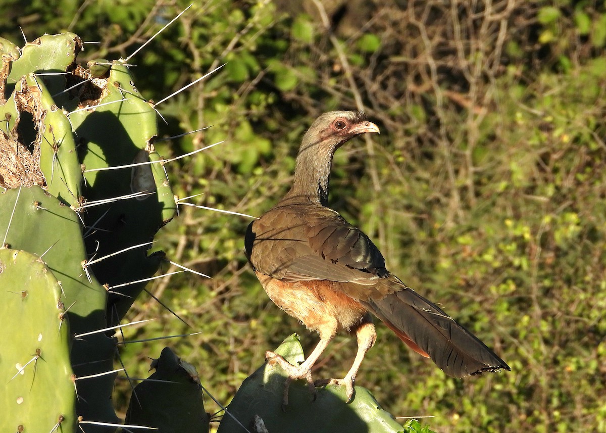 Chaco Chachalaca - ML640129815