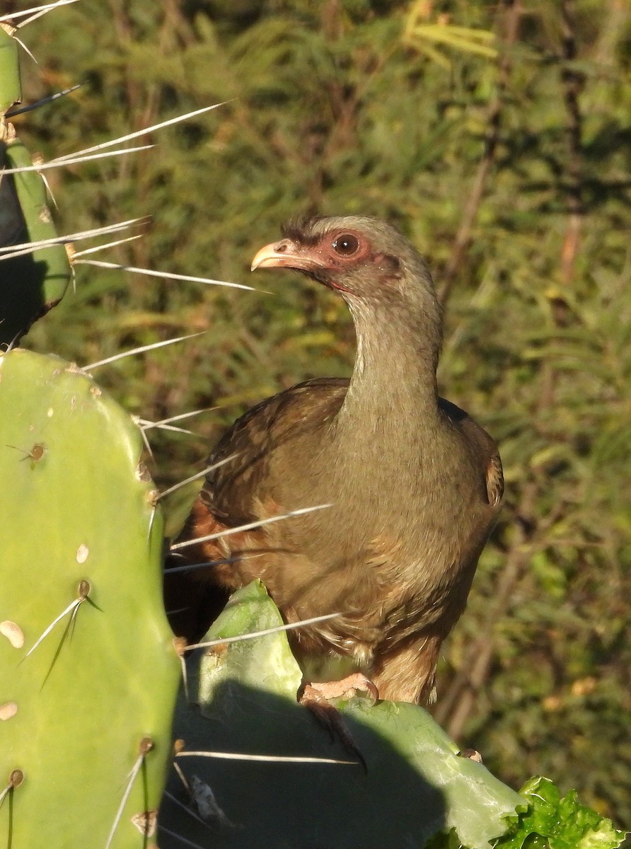 Chaco Chachalaca - ML640129816