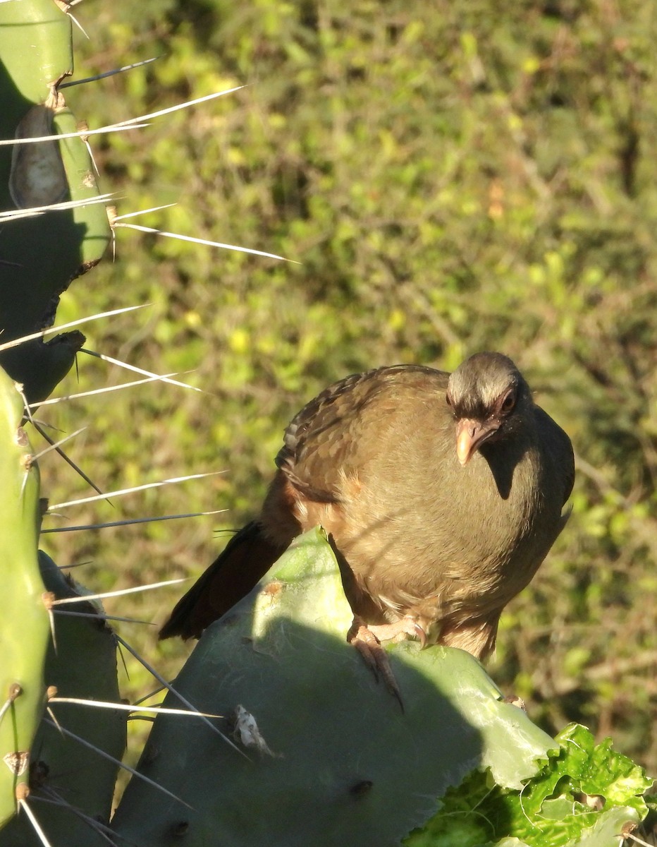 Chaco Chachalaca - ML640129817