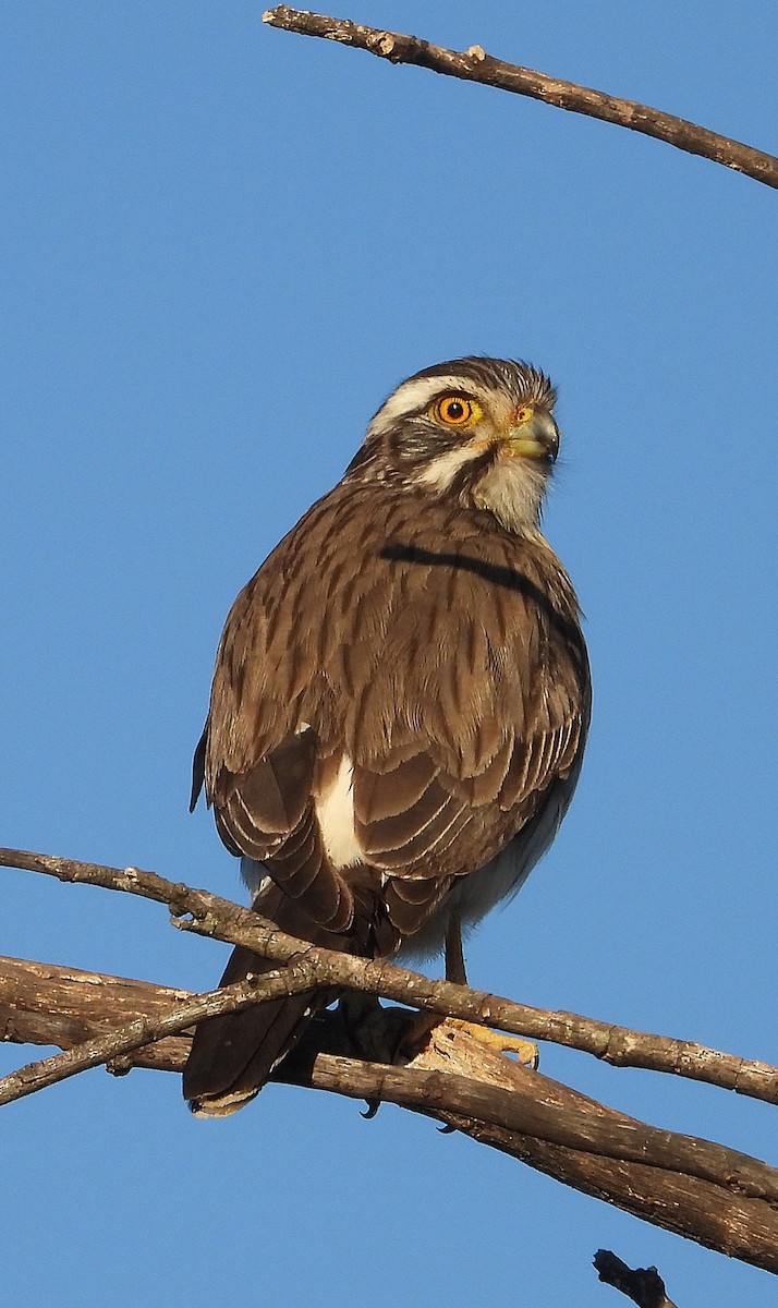 Spot-winged Falconet - ML640129824