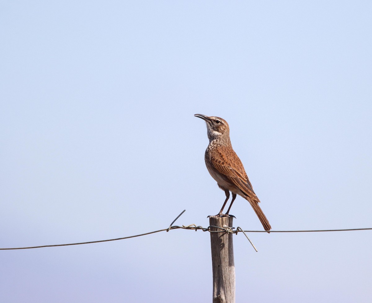 Karoo Long-billed Lark - ML640129840