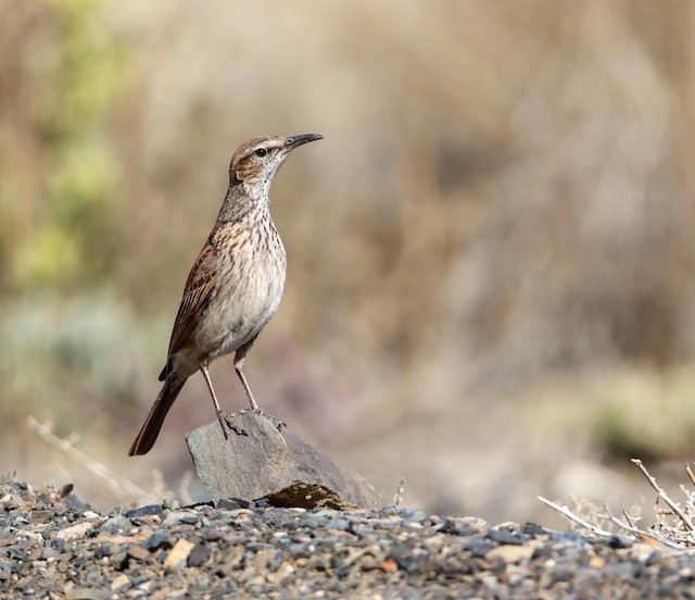 Karoo Long-billed Lark (Certhilauda subcoronata) — best photo, 2 in total