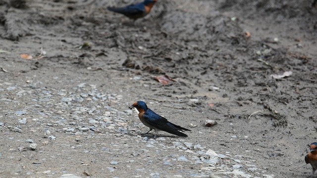 Pacific Swallow - ML640129889