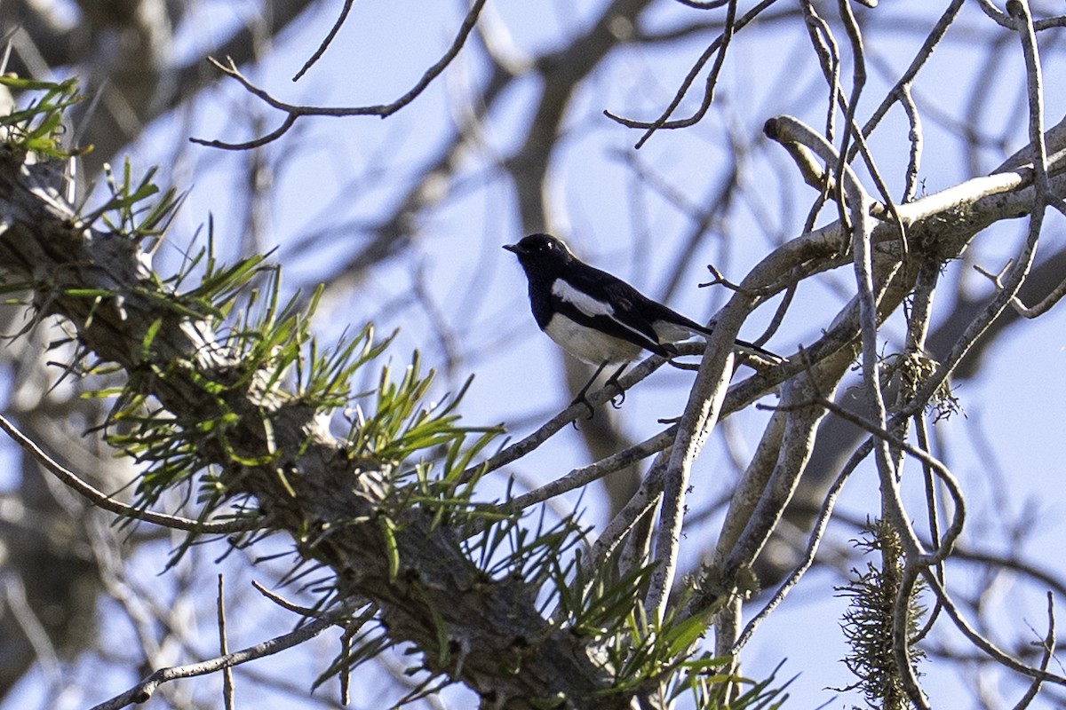 Madagascar Magpie-Robin - ML640129921