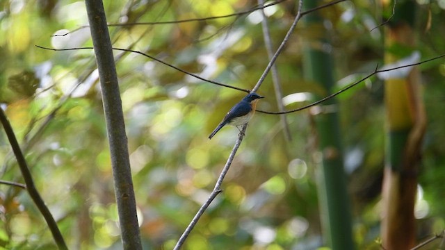 Malaysian Blue Flycatcher - ML640129997