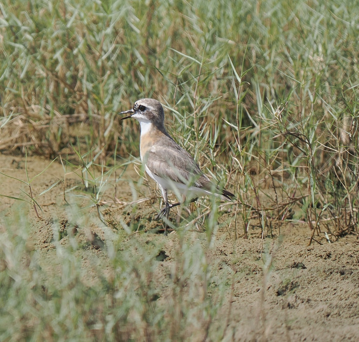 Greater Sand-Plover - ML640130009