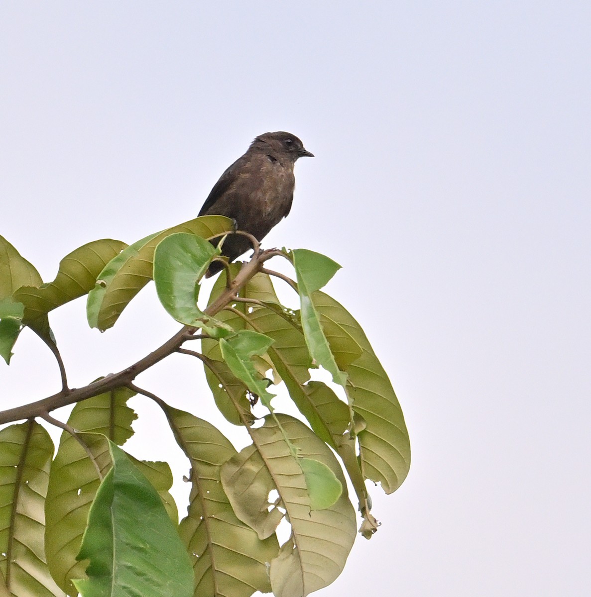 Sooty Flycatcher - ML640130095
