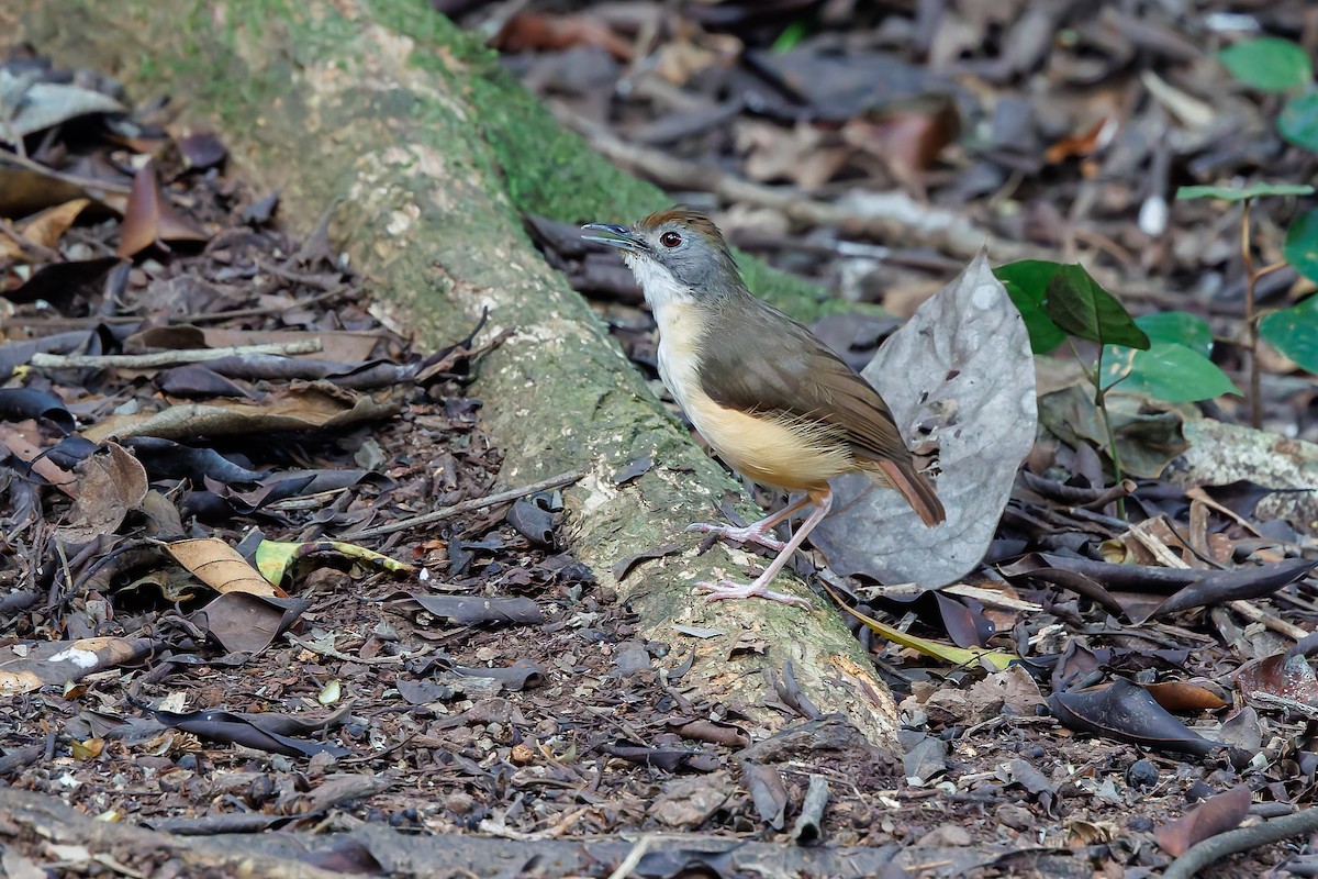 Short-tailed Babbler (Leaflitter) - ML640130148