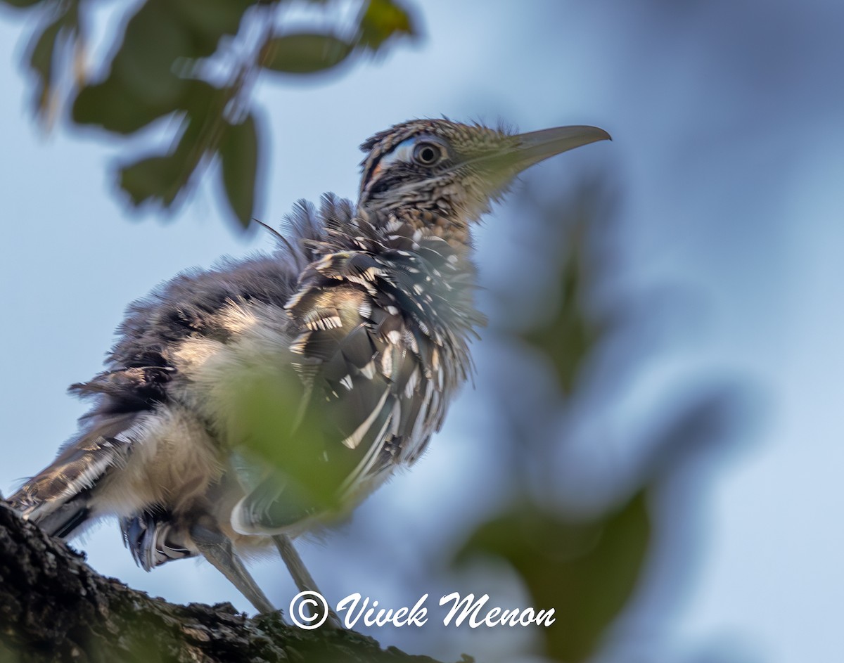 Greater Roadrunner - ML640130225