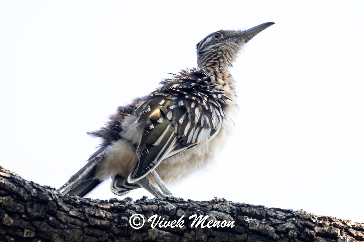 Greater Roadrunner - ML640130227