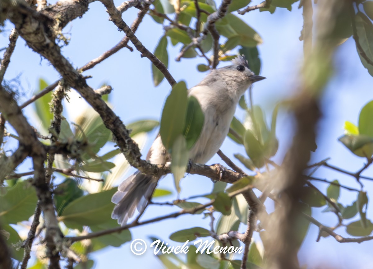 Black-crested Titmouse - ML640130239