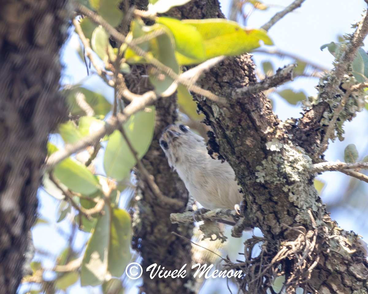Black-crested Titmouse - ML640130240