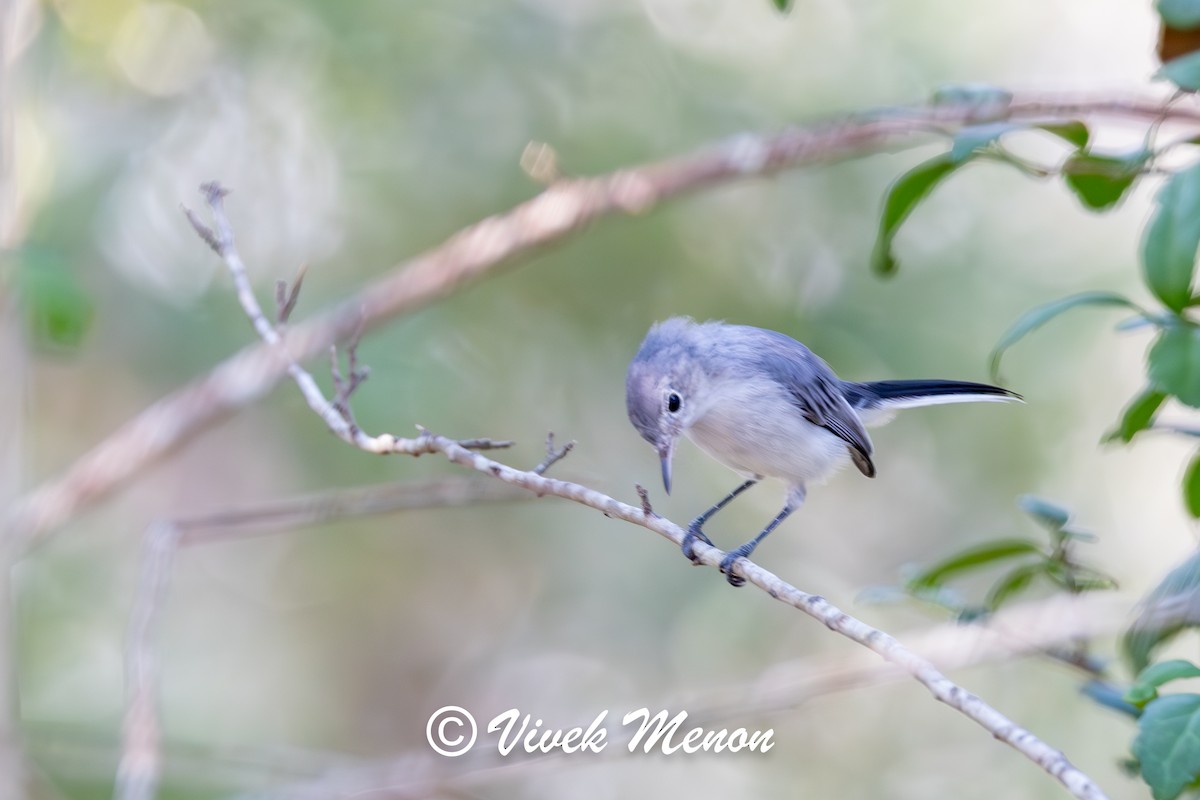 Blue-gray Gnatcatcher - ML640130244
