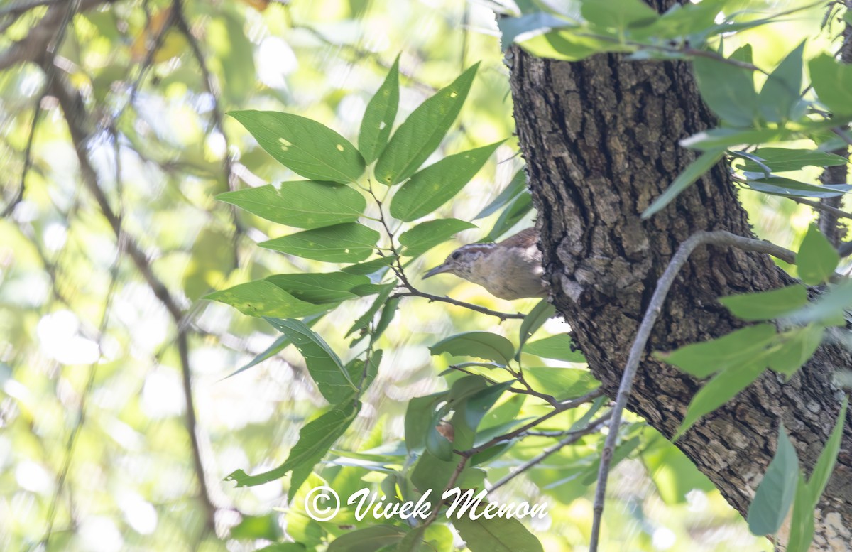 Carolina Wren - ML640130247