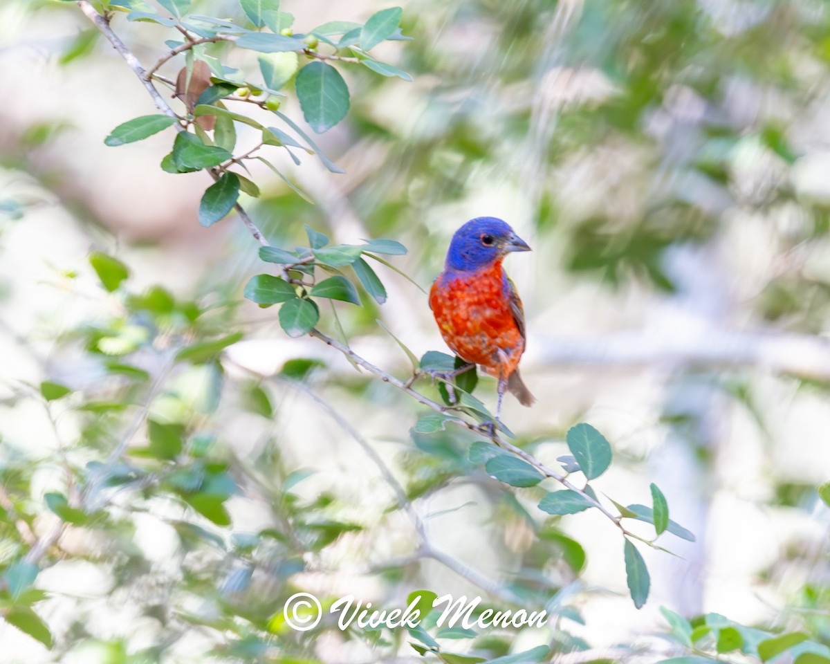 Painted Bunting - ML640130252