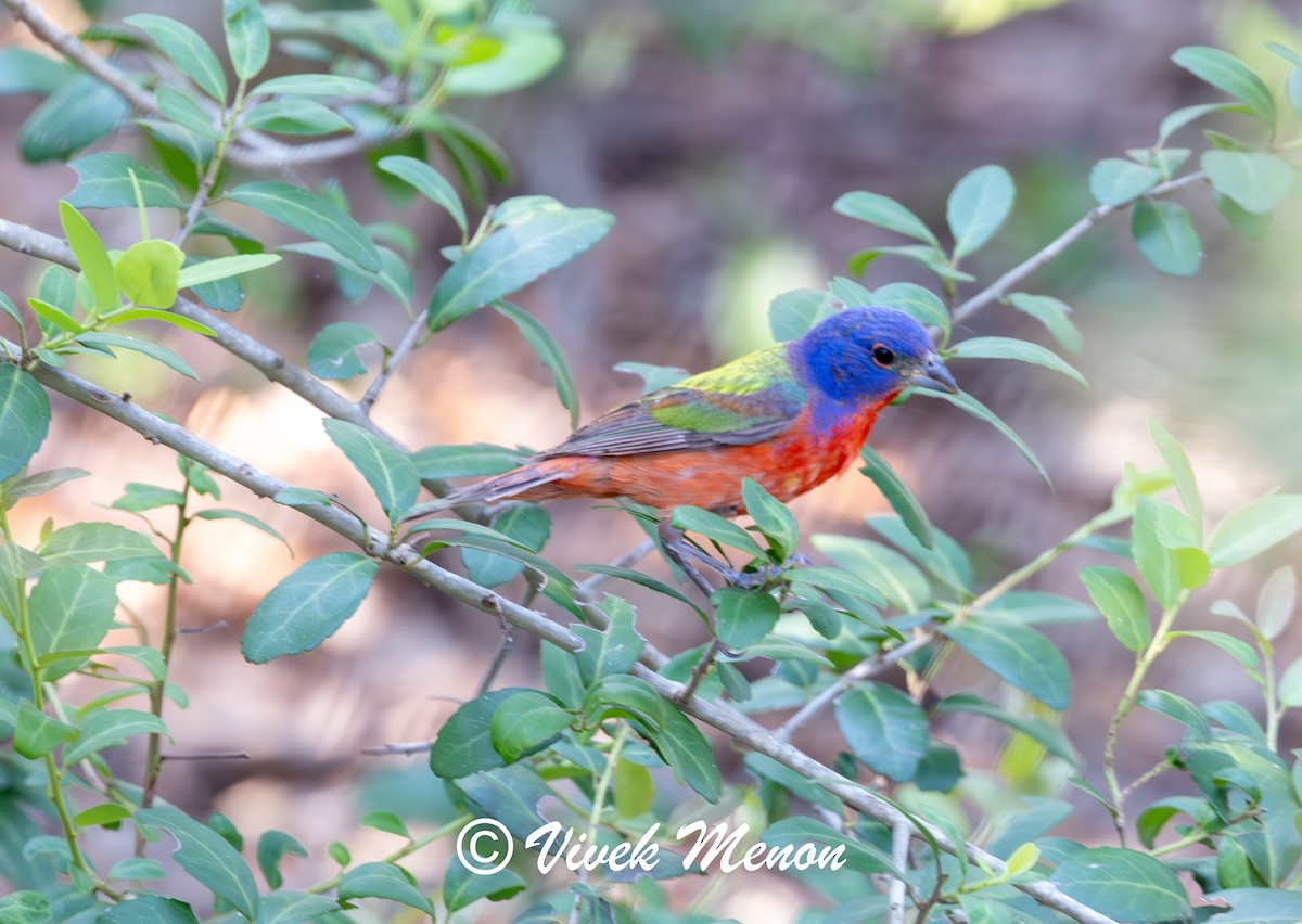Painted Bunting - ML640130253