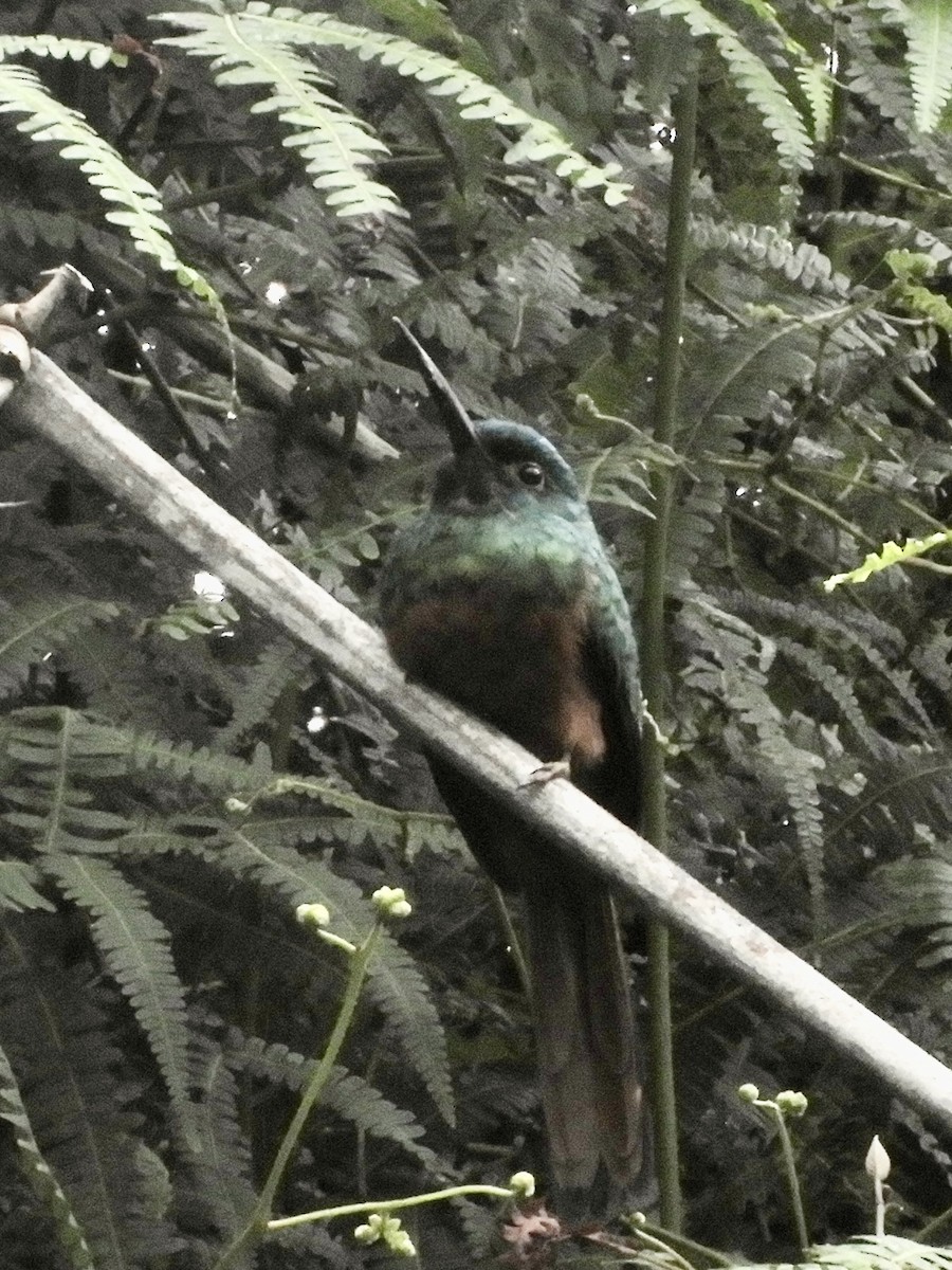 Coppery-chested Jacamar - ML640130259