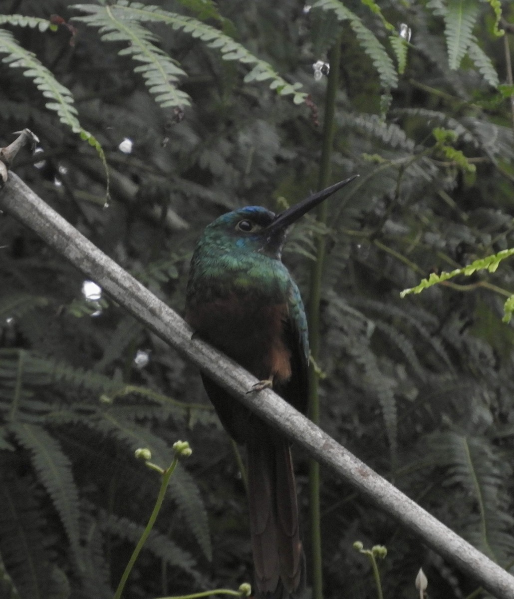 Coppery-chested Jacamar - ML640130260