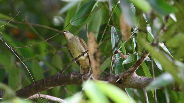 Charlotte's Bulbul - ML640130266
