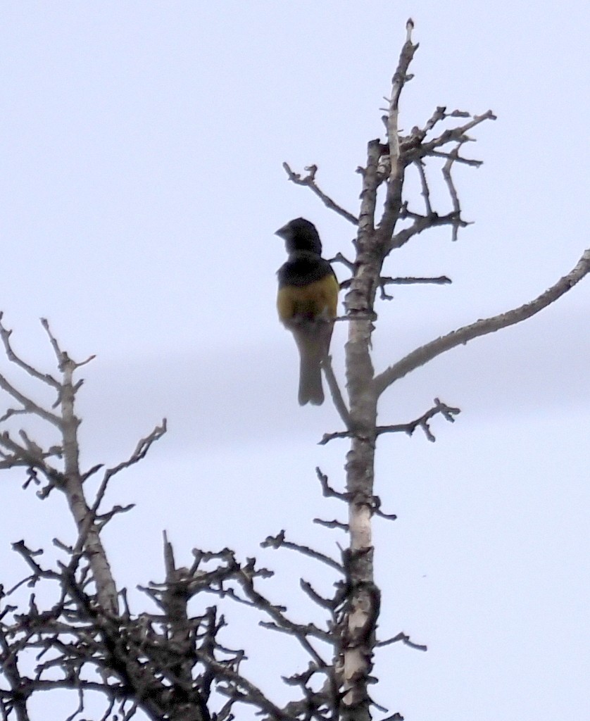 White-winged Grosbeak - ML640130269