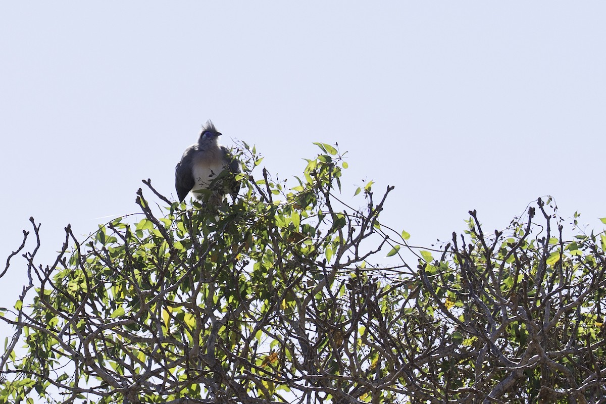 Crested Coua - ML640130275