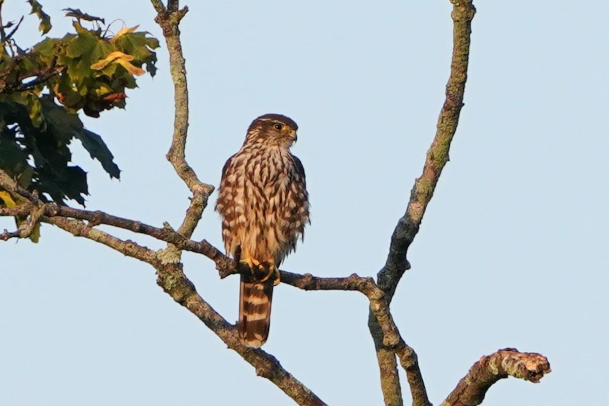 Merlin - ML640130283