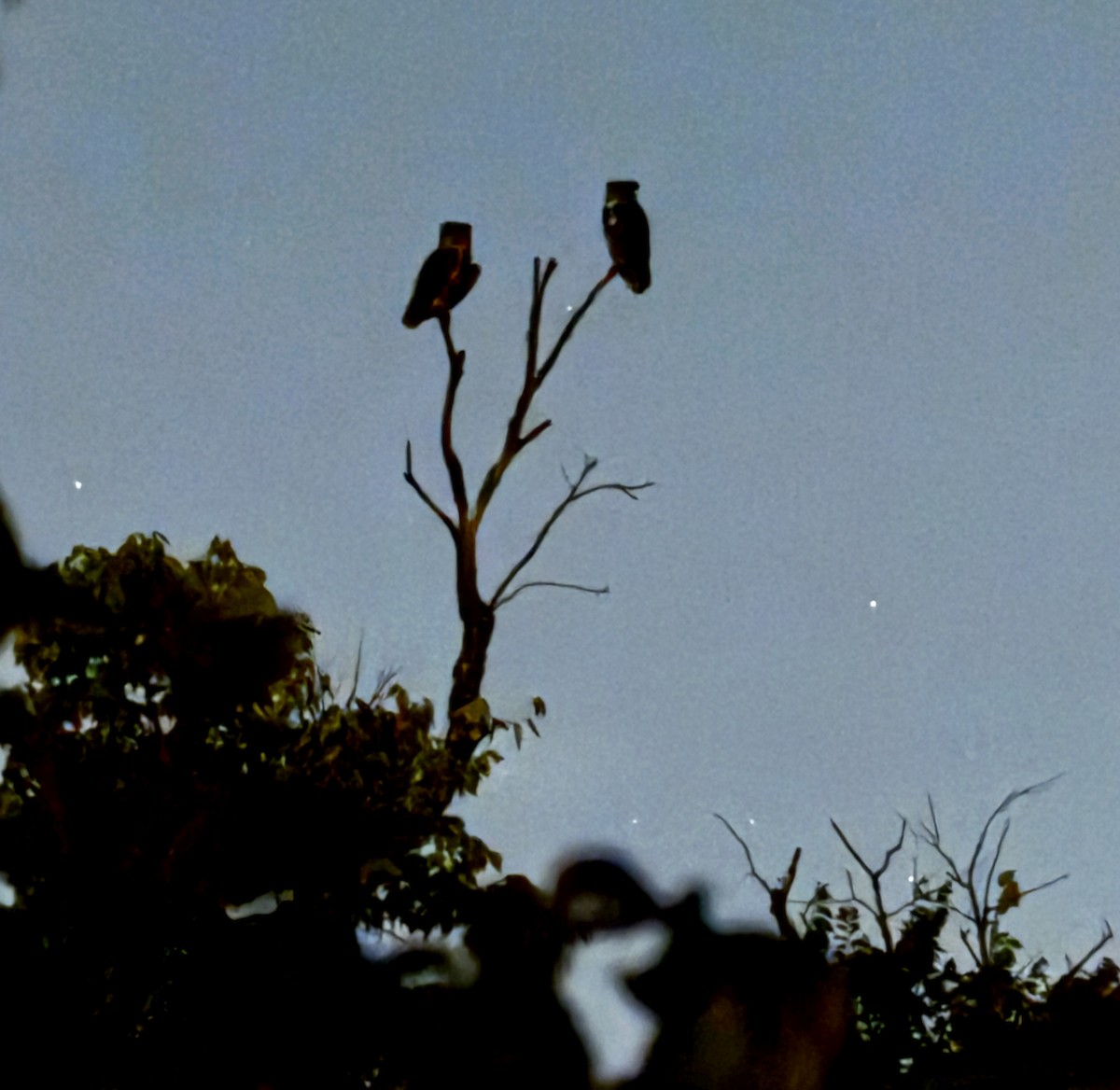 výr virginský - ML640130290