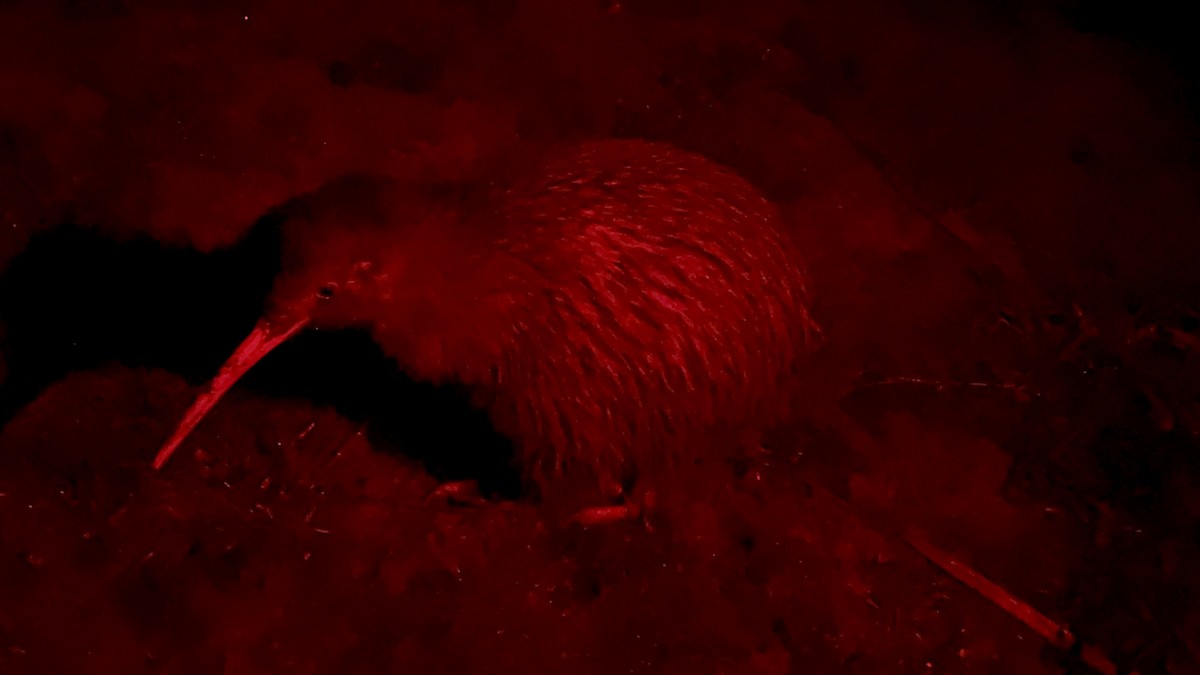 Southern Brown Kiwi (Stewart I.) - ML640130293