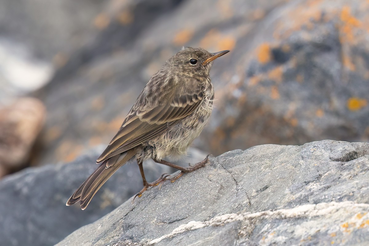 skjærpiplerke (petrosus/kleinschmidti) - ML640130387