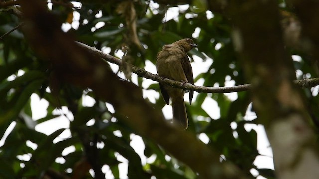 Red-eyed Bulbul - ML640130521