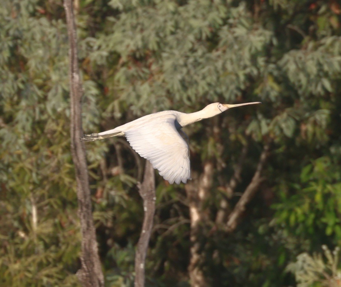 Yellow-billed Spoonbill - ML640130523